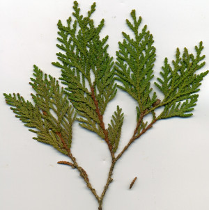 Red Cedar Leaf
